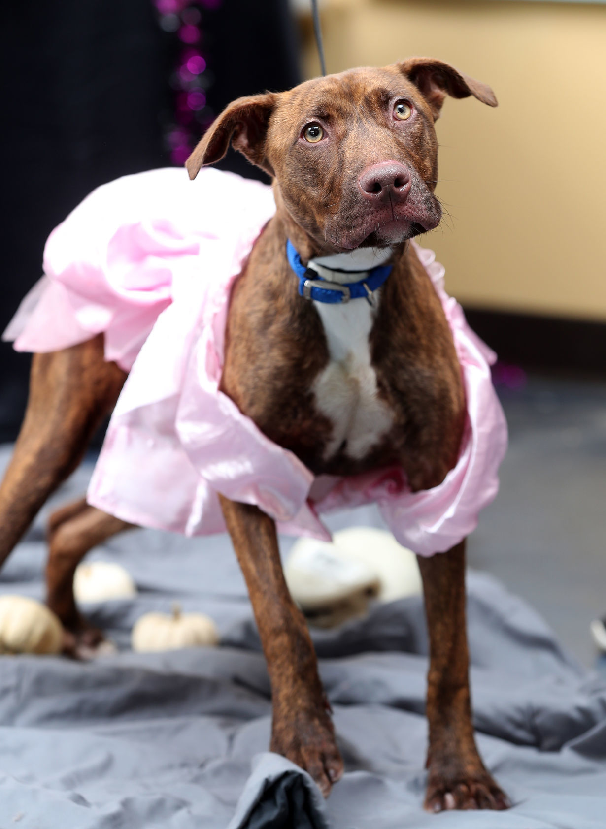 102119bp-dogs-of-halloween-10